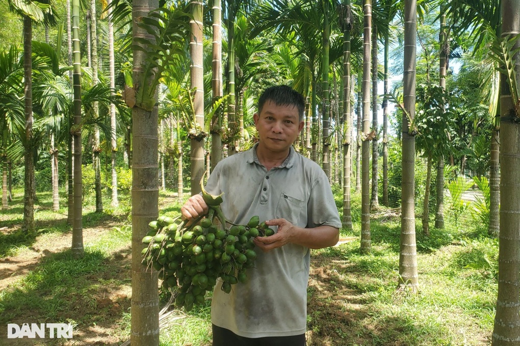 Giá cau cao tăng như vàng, nông dân "ôm" hàng chờ